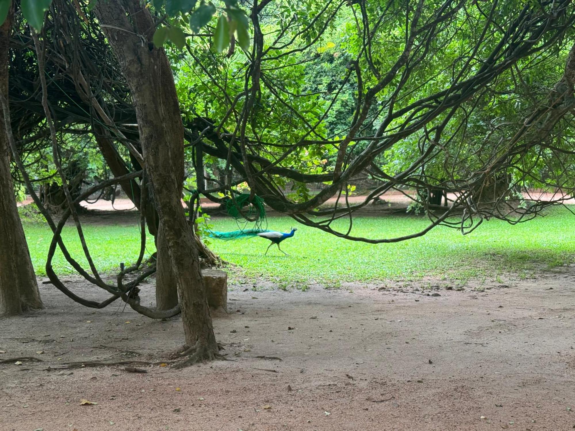 Foresta Resort Sigirîya Extérieur photo